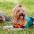 Opis pasa poziv yorkshire terrier